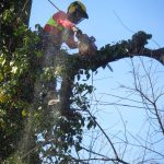 Abbattimento alberi: olmo