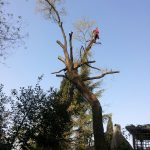 Abbattimento alberi: quercia