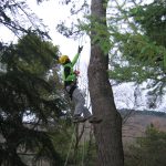 Corso tree climbing